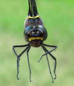 Macromia alleghaniensis 20712620 by Nick Block. Used under a CC BY 4.0 license.