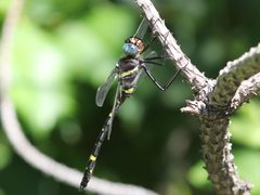 Macromia alleghaniensis 212552321 by Seth Wollney. Used under a CC BY 4.0 license.