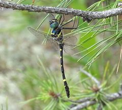 Macromia alleghaniensis 42789378 by Sandra Keller. Used under a CC BY 4.0 license.