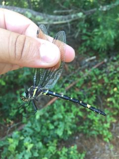 Macromia alleghaniensis mschenck 20634174 by Matt Schenck. Used under a CC BY 4.0 license.