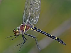 Macromia margarita by Alesjif. Used under a CC BY-SA 4.0 license.