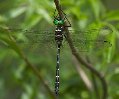 Macromia taeniolata by leppyone. Used under a CC BY 2.0 license.