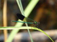 River jewelwing 13683663 jun 22 2018 by Reuven Martin. Used under a CC0 license.