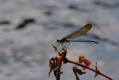 Calopteryx amata by Mike Ostrowski from North Bethesda, Maryland, USA. Used under a CC BY-SA 2.0 license.