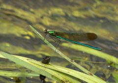 Superb Jewelwing by Mike Ostrowski from North Bethesda, Maryland, USA. Used under a CC BY-SA 2.0 license.
