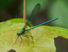 Calopteryx angustipennis 361471 by Matt Muir. Used under a CC BY-SA 4.0 license.