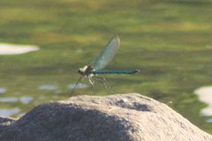 Calopteryx angustipennis 72900943 by Mike Ostrowski. Used under a CC BY-SA 4.0 license.