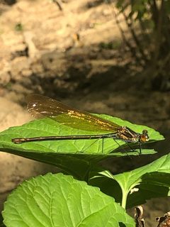 Calopteryx angustipennis 76220825 by Erik Erbes. Used under a CC0 license.