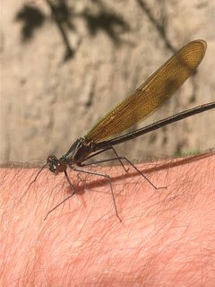 Calopteryx angustipennis 76243869 by Erik Erbes. Used under a CC0 license.