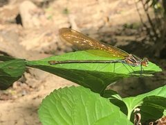 Calopteryx angustipennis 76243901 by Erik Erbes. Used under a CC0 license.