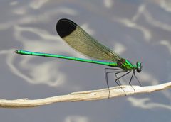 Calopteryx dimidiata 31166030 by Judy Gallagher. Used under a CC BY 4.0 license.