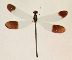 Nature neighbors - Calopteryx dimidiata by Abbott, Gerard Alan.; Banta, Nathaniel Moore; Higley, William Kerr; Schneider, Albert. Used under a Public domain license.