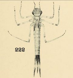 Calopteryx maculata larvae by Philip Garman. Used under a Public domain license.