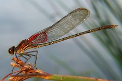 Hetaerina americana by Bruce Marlin. Used under a CC BY-SA 2.5 license.