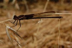 Hetaerina americana-Male-3 by Eugene Zelenko. Used under a CC BY-SA 4.0 license.