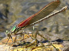 Hetaerina americana-female green form by Peterwchen. Used under a CC BY-SA 4.0 license.