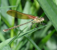 Hetaerina americana 402447038 by Brady Reed. Used under a CC0 license.