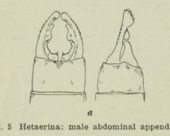 Hetaerina americana male 1 by J.G. Needham. Used under a Public domain license.