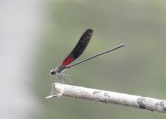 Hetaerina titia 17891359 by Laura Gaudette. Used under a CC BY 4.0 license.