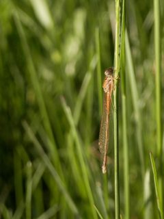 Unidentified Damselfly - Guelph by Ryan Hodnett. Used under a CC BY-SA 4.0 license.