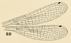 89 Amphiagrion saucium wing by Philip Garmen. Used under a Public domain license.