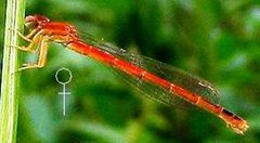 Amphiagrion saucium by US Army Corps of Engineers. Used under a Public domain license.