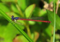 Amphiagrion saucium 1 male by Nick Block. Used under a CC BY 4.0 license.