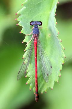 Amphiagrion saucium 2 by Maurice Raymond. Used under a CC BY 4.0 license.