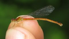 Amphiagrion saucium female 1 by Dan MacNeal. Used under a CC BY 4.0 license.
