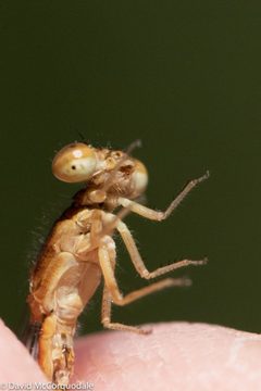 Amphiagrion saucium male by David McCorquodale. Used under a CC BY 4.0 license.