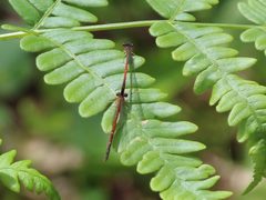 Amphiagrion saucium pair by Claire Moxon-Waltz. Used under a CC BY 4.0 license.