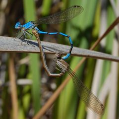Argia agrioides-Copulating-1 by Eugene Zelenko. Used under a CC BY-SA 4.0 license.