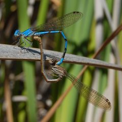 Argia agrioides-Copulating-2 by Eugene Zelenko. Used under a CC BY-SA 4.0 license.