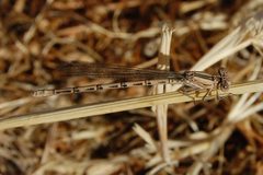 Argia agrioides-Female-2 by Eugene Zelenko. Used under a CC BY-SA 4.0 license.