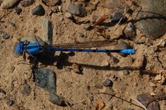 Argia agrioides-Male-1 by Eugene Zelenko. Used under a CC BY-SA 4.0 license.