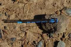 Argia agrioides-Male-2 by Eugene Zelenko. Used under a CC BY-SA 4.0 license.