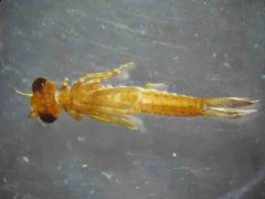 Argia alberta exuvium by R. Novelo. Used under a Copyrighted free use license.