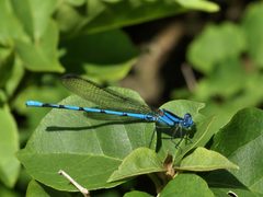 Argia anceps by 
Hans Hillewaert. Used under a CC BY-SA 4.0 license.