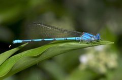 Argia anceps 20428462 by Laura Gaudette. Used under a CC BY 4.0 license.