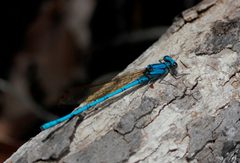 Argia anceps 801339 by Juan Cruzado Cortés. Used under a CC BY-SA 4.0 license.