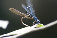 Argia anceps 93805451 by luispauperrimo. Used under a CC BY 4.0 license.
