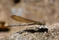 Argia anceps 96841050 by Norman Salazar Arguedas. Used under a CC BY-SA 4.0 license.