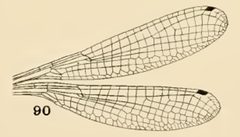 90 Argia apicalis wing by Philip Garmen. Used under a Public domain license.