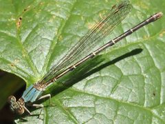 Argia apicalis-female by peterwchen. Used under a CC BY 4.0 license.