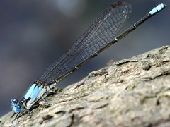 Argia apicalis-male by peterwchen. Used under a CC BY 4.0 license.