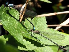 Argia apicalis-tandem by peterwchen. Used under a CC BY 4.0 license.