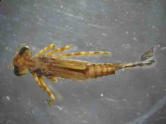 Argia apicalis exuvium by R. Novelo. Used under a Copyrighted free use license.