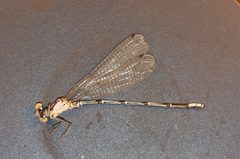Argia barretti by R. Novelo. Used under a Copyrighted free use license.