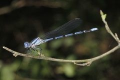 Argia barretti 1860284 by Juan Cruzado Cortés. Used under a CC BY-SA 4.0 license.