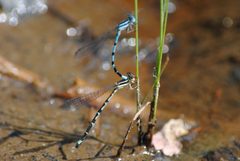 Argia bipunctulata by Mike Ostrowski from North Bethesda, Maryland, USA. Used under a CC BY-SA 2.0 license.